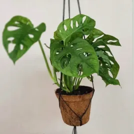 dekoratorska-piekna-monstera-dziurawa-monkey-mask