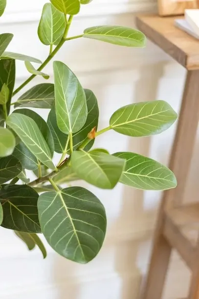 fikus-figowiec-bengalski-audrey-ficus-roslina-w-postaci-sadzonka-w-pojemniku-05-1l