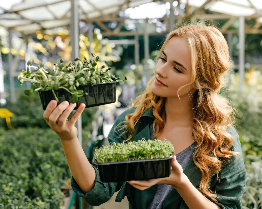 fikus-figowiec-bengalski-audrey-ficus