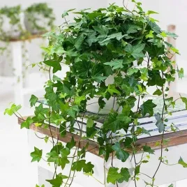 bluszcz-pospolity-hedera-helix-wonder-zielony