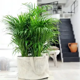 chamaedorea-elegans-chamedora-ladna-palma-koralowa