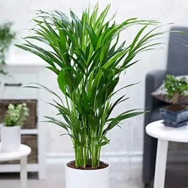 duza-palma-areca-areka