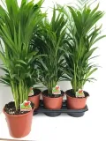 duza-palma-areca-areka-roslina-w-postaci-sadzonka-w-pojemniku-05-1l
