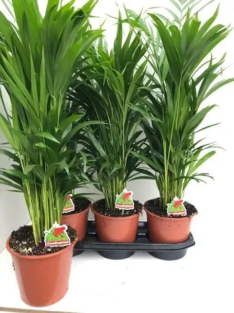duza-palma-areca-areka-rodzaj-rosliny-rosliny-zielone