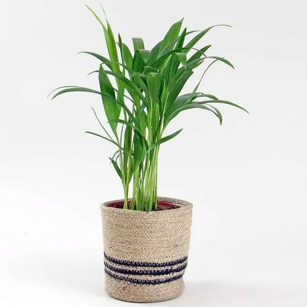 duza-palma-areca-areka-kod-producenta-palma-areca-17-60
