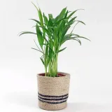 duza-palma-areca-areka-kod-producenta-palma-areca-17-60