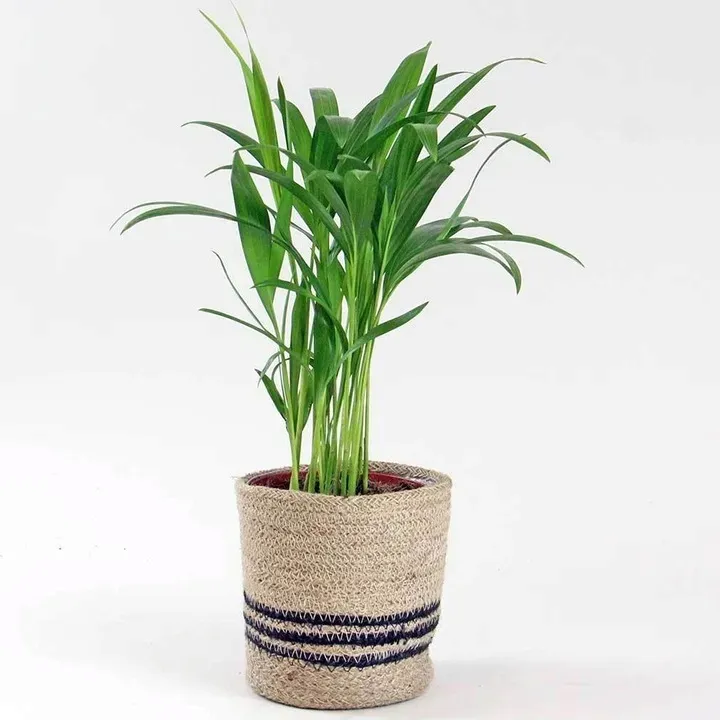 duza-palma-areca-areka