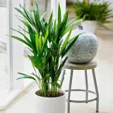 duza-palma-areca-areka-odmiana-brak-informacji
