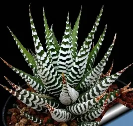 piekna-haworthia-fasciata-big-band-zebra-haworsja