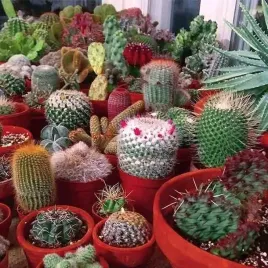 ekstra-zestaw-mix-3-roznych-kaktusow-kaktus-kaktusy-opuncja-sukulent