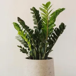 duzy-xxl-zamiokulkas-zamiolistny-zelezna-roslina