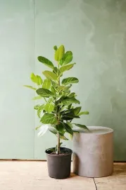 fikus-figowiec-bengalski-audrey-ficus