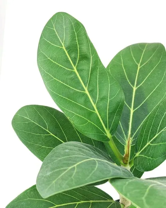 fikus-figowiec-bengalski-audrey-ficus-rodzaj-rosliny-rosliny-zielone