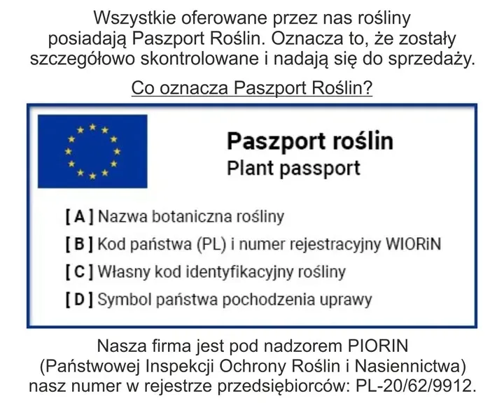 fikus-figowiec-bengalski-audrey-ficus-rodzaj-rosliny-rosliny-zielone