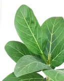 fikus-figowiec-bengalski-audrey-ficus