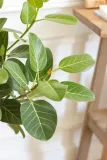 fikus-figowiec-bengalski-audrey-ficus-roslina-w-postaci-sadzonka-w-pojemniku-05-1l