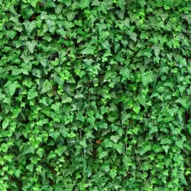 bluszcz-zielony-pnacy-hedera-helix-easy-wonder-m