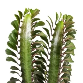 euphorbia-trigona-wilczomlecz-trojzebrowy