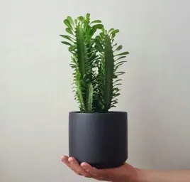 euphorbia-trigona-wilczomlecz-trojzebrowy