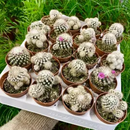 mammillaria-arizona-snowcap-sniezna-kula-unikalny