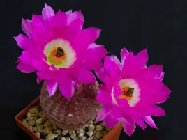 echinocereus-pectinatus-var-rubispinus-teczowy