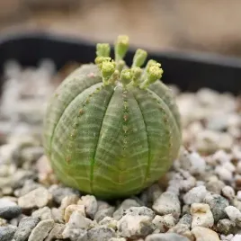 euphorbia-obesa-wilczomlecz-opasly
