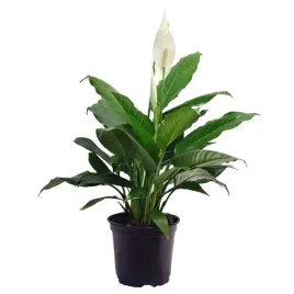 skrzydlokwiat-spathiphyllum-kwitnie-caly-rok-piekn