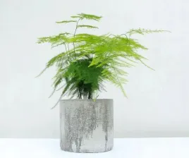 asparagus-szparag-pierzasty-setaceus-plumosus