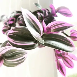 trzykrotka-trojbarwna-nanouk-fioletowa-tradescantia