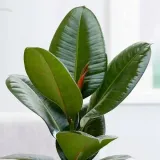 ficus-elastica-fikus-elastika-robusta-ladny-rodzaj-rosliny-rosliny-zielone