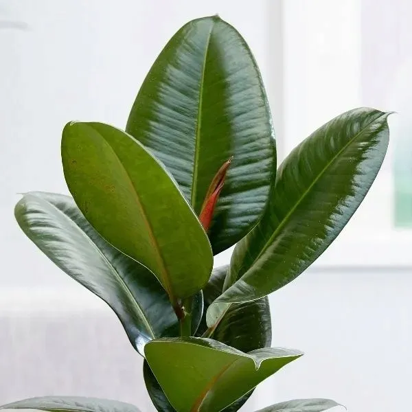 ficus-elastica-fikus-elastika-robusta-ladny-rodzaj-rosliny-rosliny-zielone