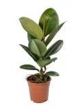 ficus-elastica-fikus-elastika-robusta-ladny-roslina-w-postaci-sadzonka-w-pojemniku-05-1l