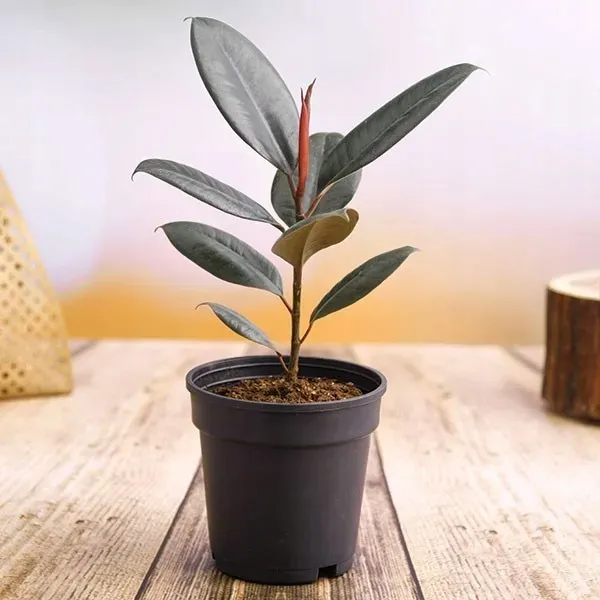 ficus-elastica-fikus-elastika-robusta-ladny-producent-inna