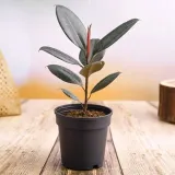 ficus-elastica-fikus-elastika-robusta-ladny-producent-inna