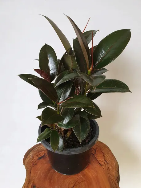 ficus-elastica-fikus-elastika-robusta-ladny-nazwa-lacinska-inna