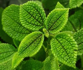 pilea-mollis-moon-valley-pokrzywa-ksiezycowa-chropowata-las-w-sloiku