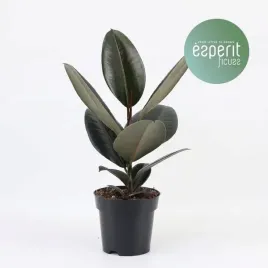 fikus-czarnolistny-abidjan-ficus-zjawiskowy-sprezy