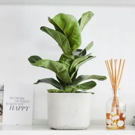 fikus-debolistny-lyrata-bambino-ficus-figowiec