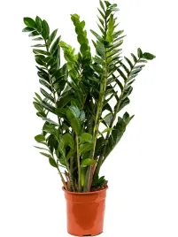 zamiokulkas-zamiolistny-zamioculcas-mega-duzy-xxl