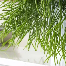 ladny-zwisajacy-patyczak-rhipsalis-cassutha