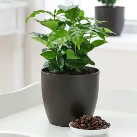 coffea-arabica-kawa-duza-ladna-ozdoba-kuchni