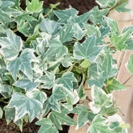 bluszcz-pospolity-hedera-helix-wonder-bialozielony