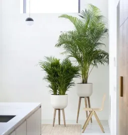 duza-palma-areka-dypsis-oczyszczacz-powietrza