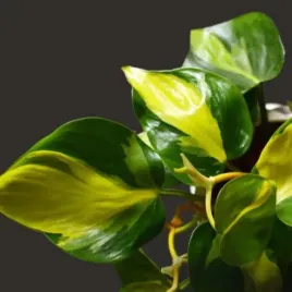 piekny-ozdobny-philodendron-scandens-brazil