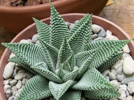 haworthia-limifolia-ciemnozielona-haworsja
