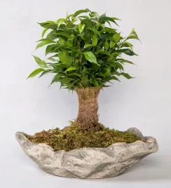 piekny-fikus-benjamin-natasja-ficus-natasha