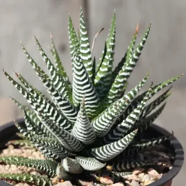 haworthia-fasciata-big-band-zebra-haworsja