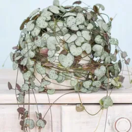 piekna-ceropegia-woodii-zwisajacy-naszyjnik-serc