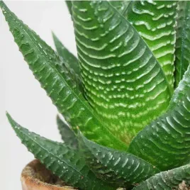 haworthia-limifolia-ciemno-zielona-haworsja