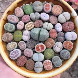 zywe-kamienie-szczescia-cuda-natury-lithopsy-lithops-kolorowe-sukulenty